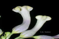 Ceropegia lawii